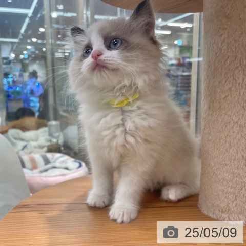 ラグドールの写真
