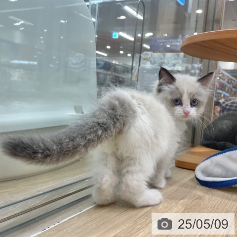 ラグドールの写真