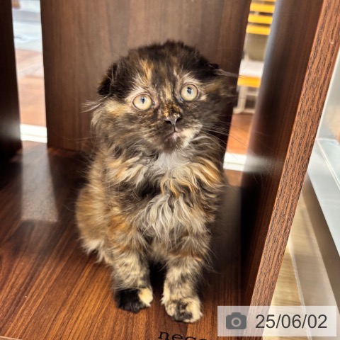 スコティッシュフォールドの写真