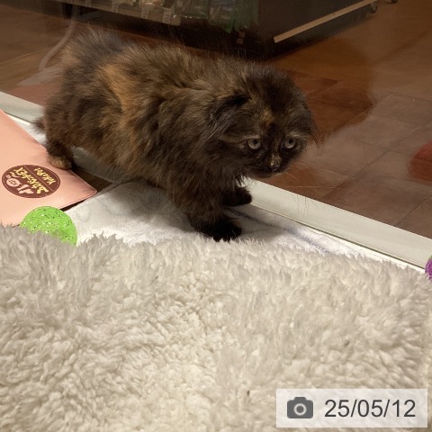 スコティッシュフォールドの写真