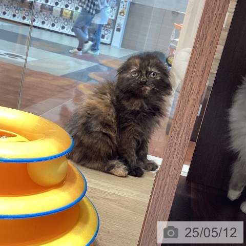スコティッシュフォールドの写真