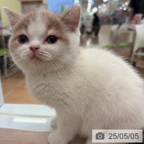 スコティッシュフォールドの写真