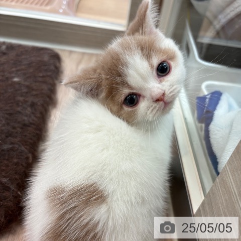 スコティッシュフォールドの写真