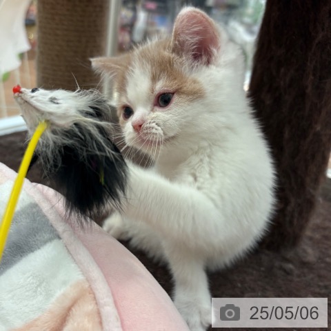 スコティッシュフォールドの写真