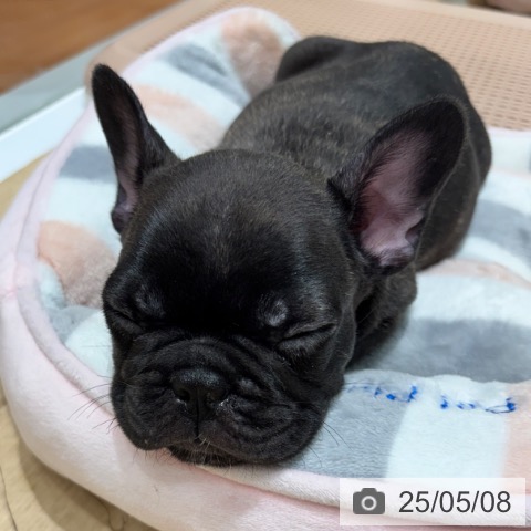 フレンチ・ブルドッグの写真