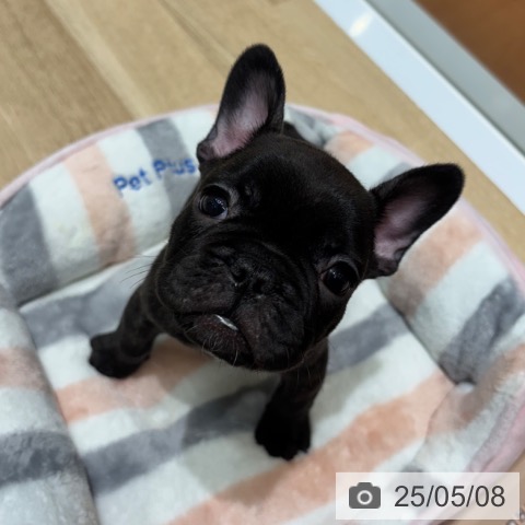 フレンチ・ブルドッグの写真