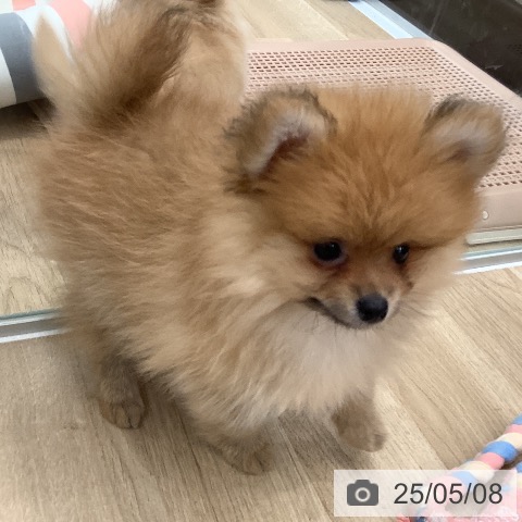 ポメラニアンの写真