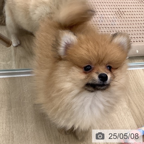 ポメラニアンの写真