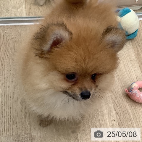 ポメラニアンの写真