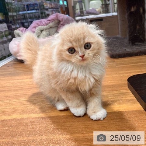 スコティッシュフォールドの写真