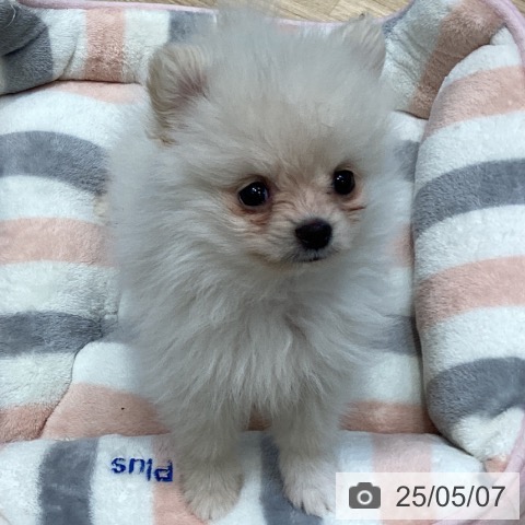 ポメラニアンの写真