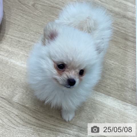 ポメラニアンの写真