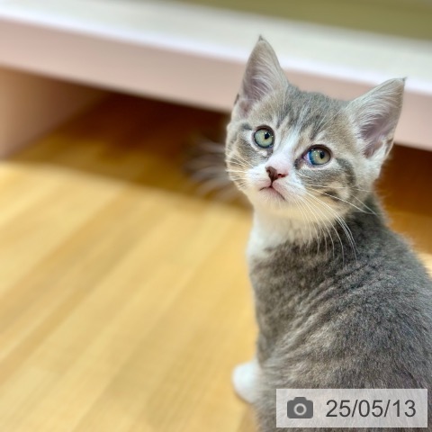 スコティッシュフォールドの写真