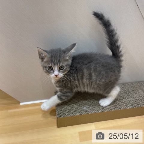 スコティッシュフォールドの写真