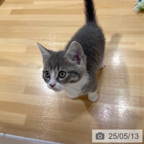 スコティッシュフォールドの写真