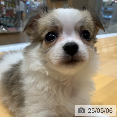 チワワの写真