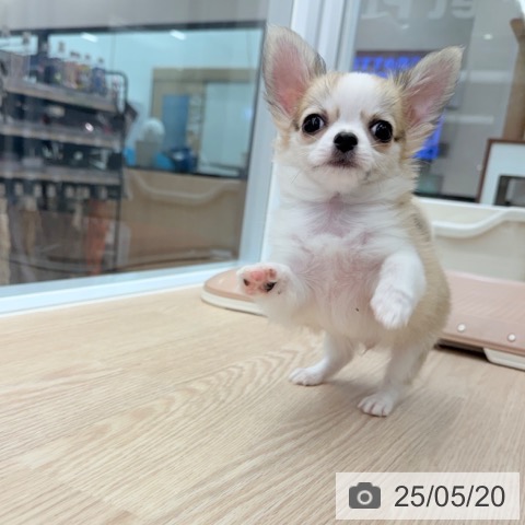 チワワの写真