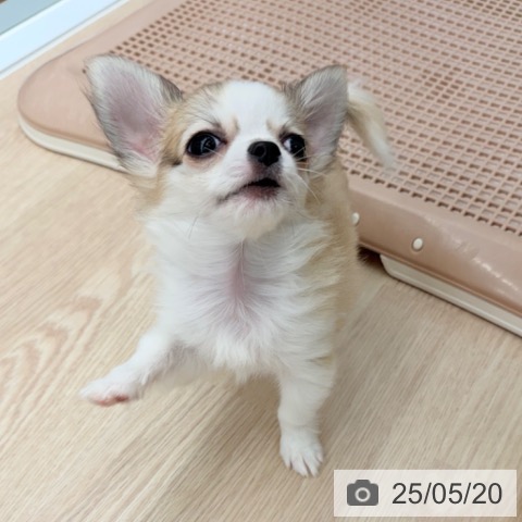 チワワの写真