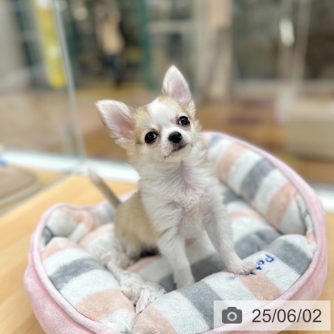チワワの写真