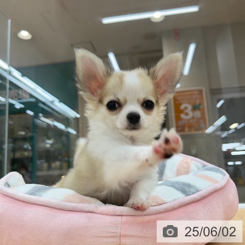 チワワの写真