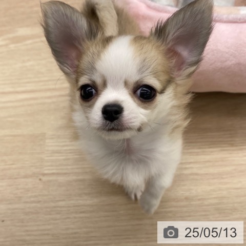 チワワの写真