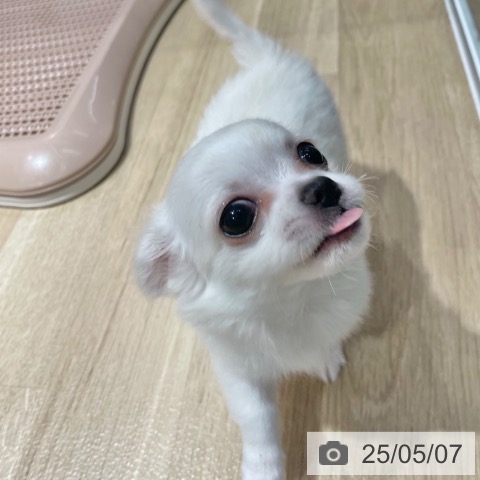 チワワの写真