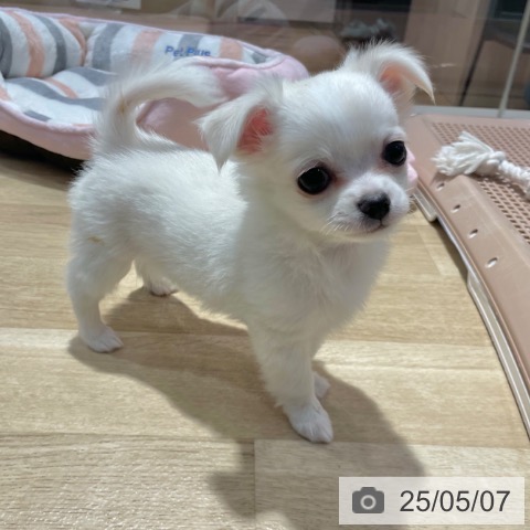 チワワの写真