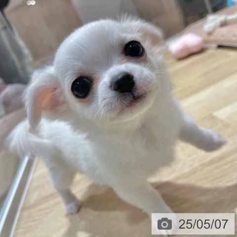 チワワの写真
