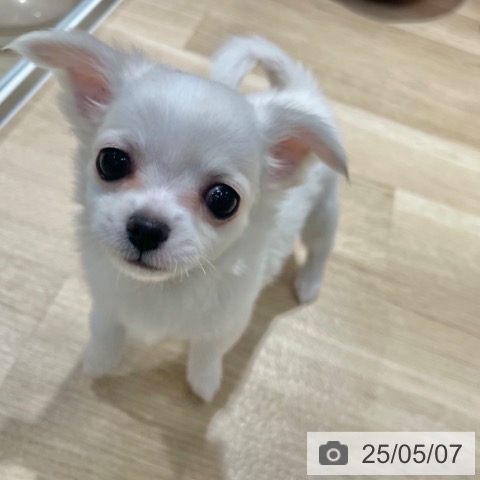 チワワの写真