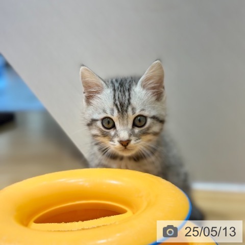 マンチカンの写真