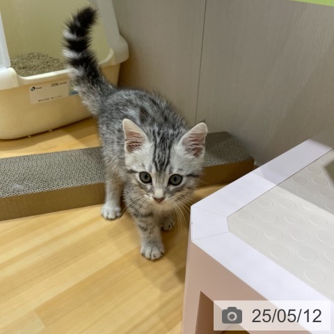 マンチカンの写真