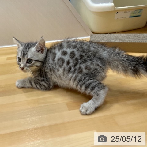 マンチカンの写真