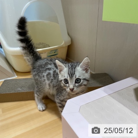 マンチカンの写真