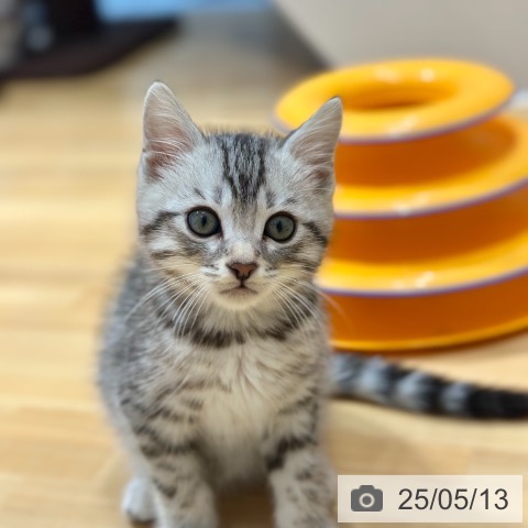 マンチカンの写真