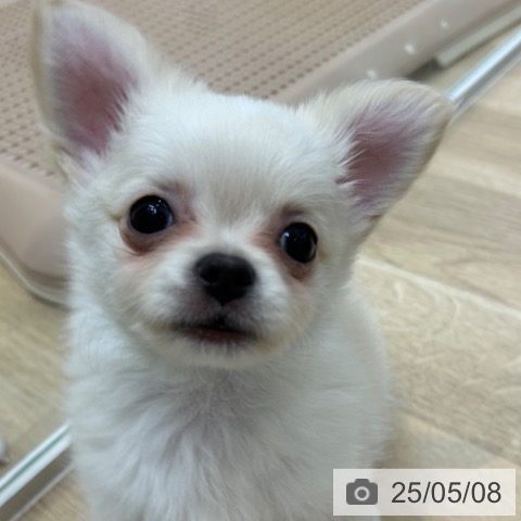 チワワの写真