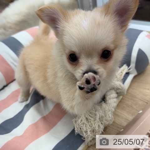 チワワの写真