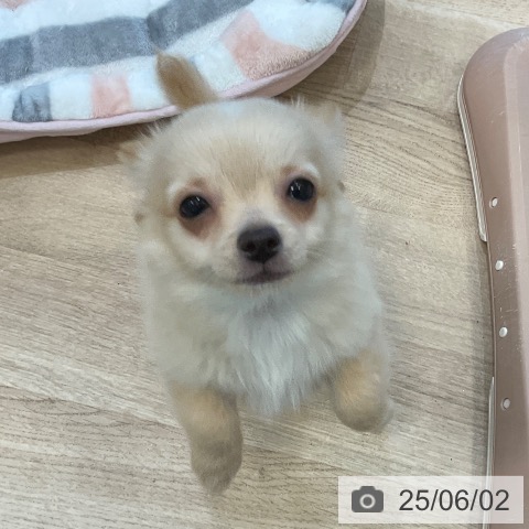 チワワの写真
