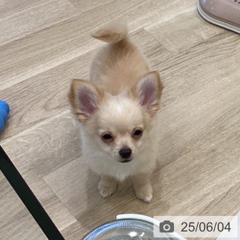 チワワの写真