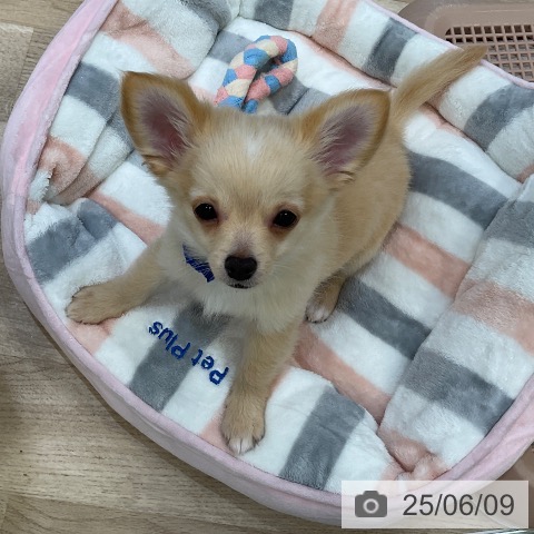 チワワの写真