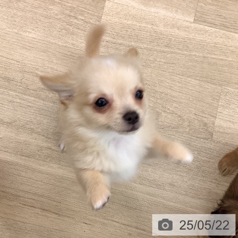 チワワの写真