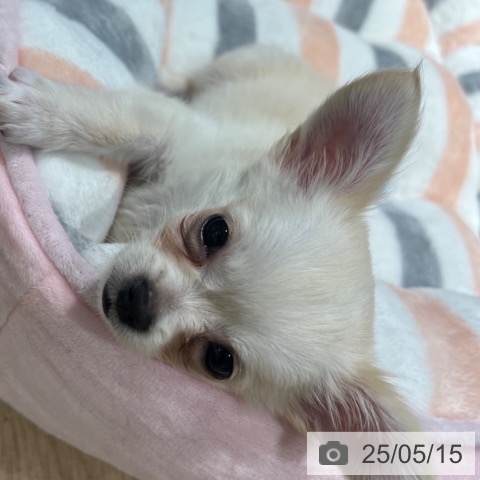 チワワの写真