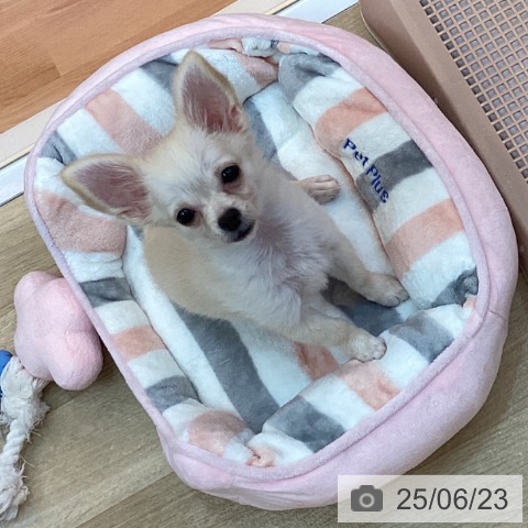 チワワの写真