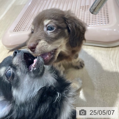 カニーンヘン・ダックスフンドの写真