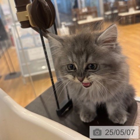 ラガマフィンの写真
