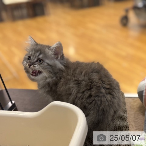 ラガマフィンの写真