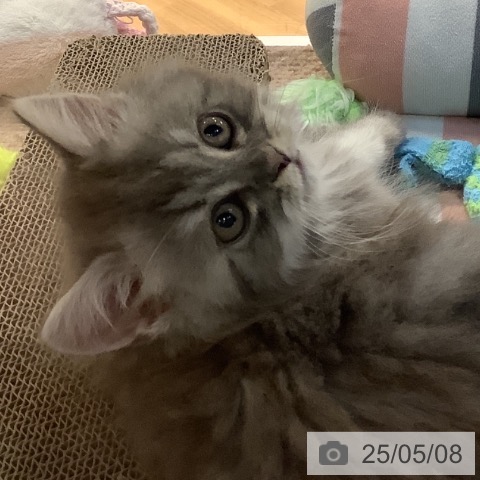 ラガマフィンの写真