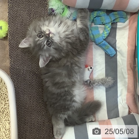 ラガマフィンの写真