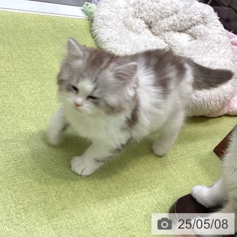 ラガマフィンの写真