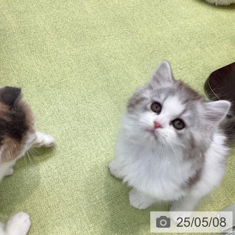 ラガマフィンの写真
