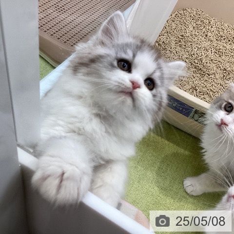 ラガマフィンの写真